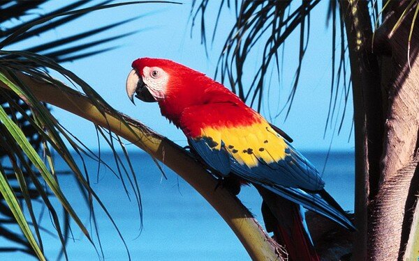 Красный попугай Ара